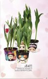 Oferta de Tulipón en maceta 3 bulbos Remem Floral por $84 en Fresko
